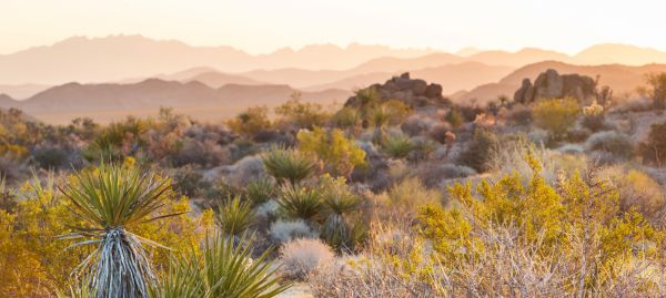 ABOUT ARIZONA